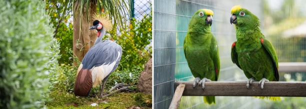 atividades-na-ilha-da-madeira-e-porto-santo-ilha-das-aves