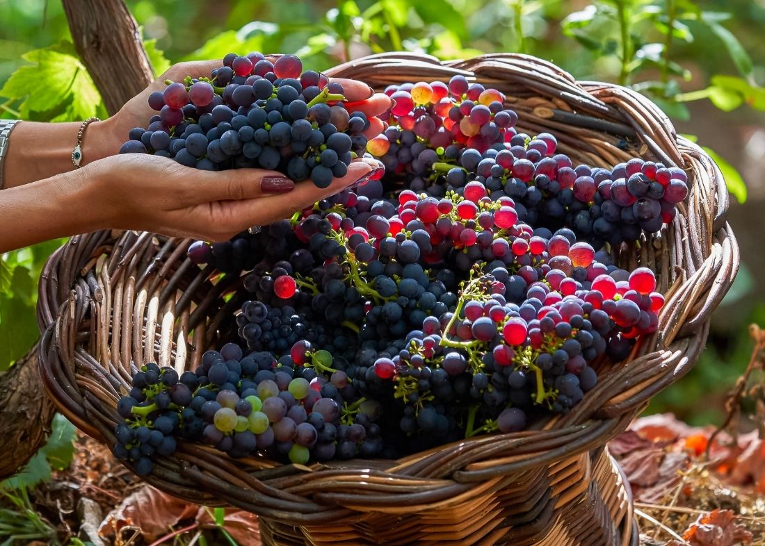 vinhos de mesa da madeira: atlantis, barbusano e terras do avô